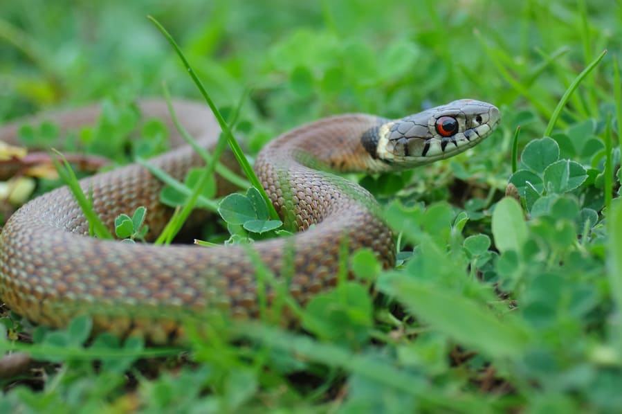 Grass Snake Head Raising Defensiveness