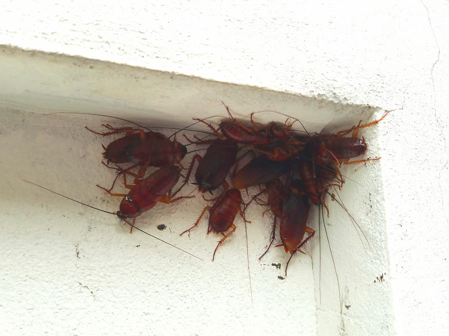 Group Of Cockroach On A Corner, Close-Up