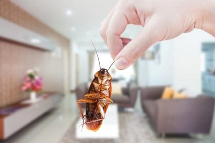 Hand Holding Cockroach
