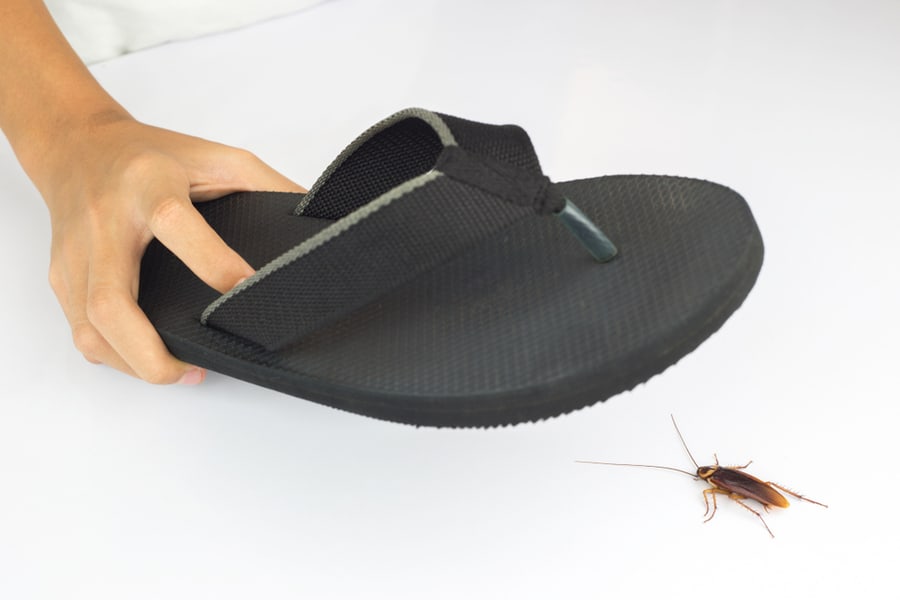 Hand Picked Black Slippers Hits Cockroach On White Table.
