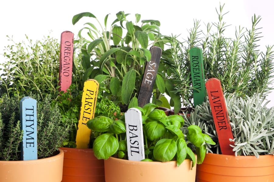 Herbs And Plants