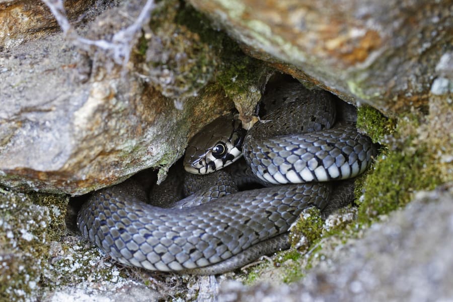 Hiding Under Leaves And Rocks