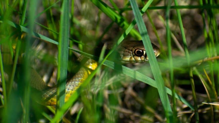 Why Do Snakes Come Out at Night? | BeatPests