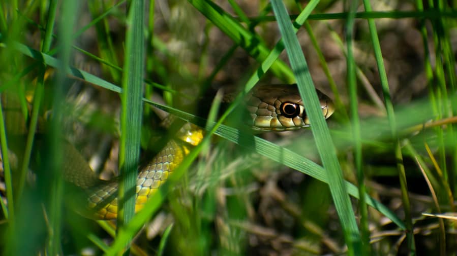 Hiding Under Tall Grasses And Shrubs