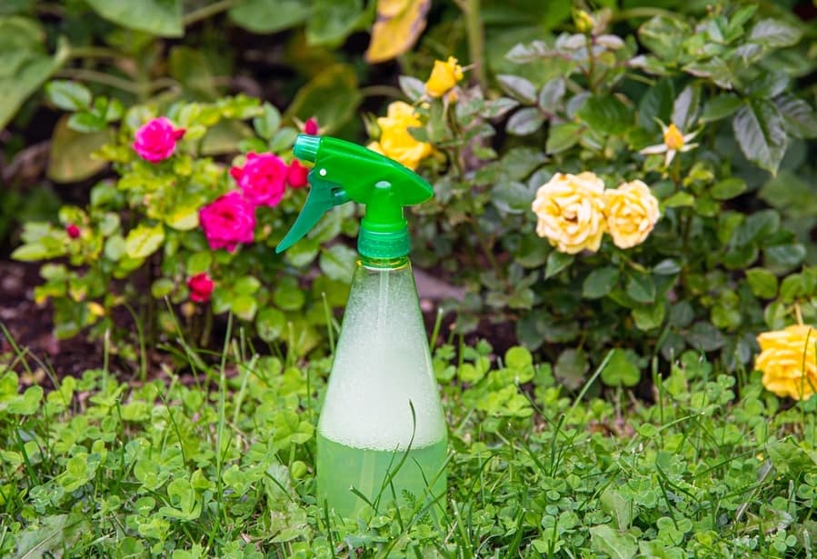 Homemade Insecticidal Insect Spray In Home