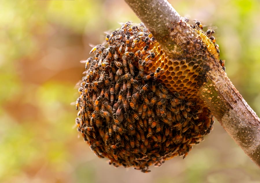 Honeycomb And Bee On Moringa Tree
