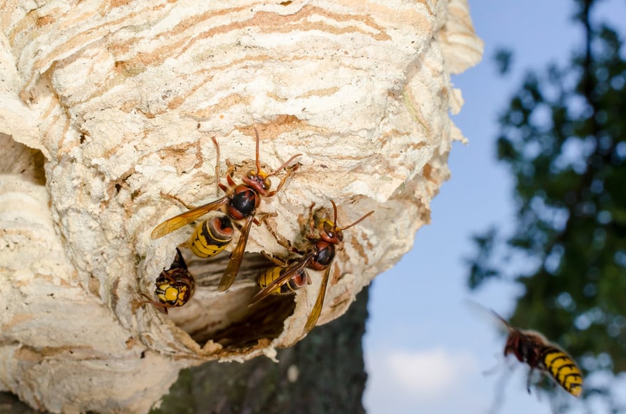 Hornet Nest In Home