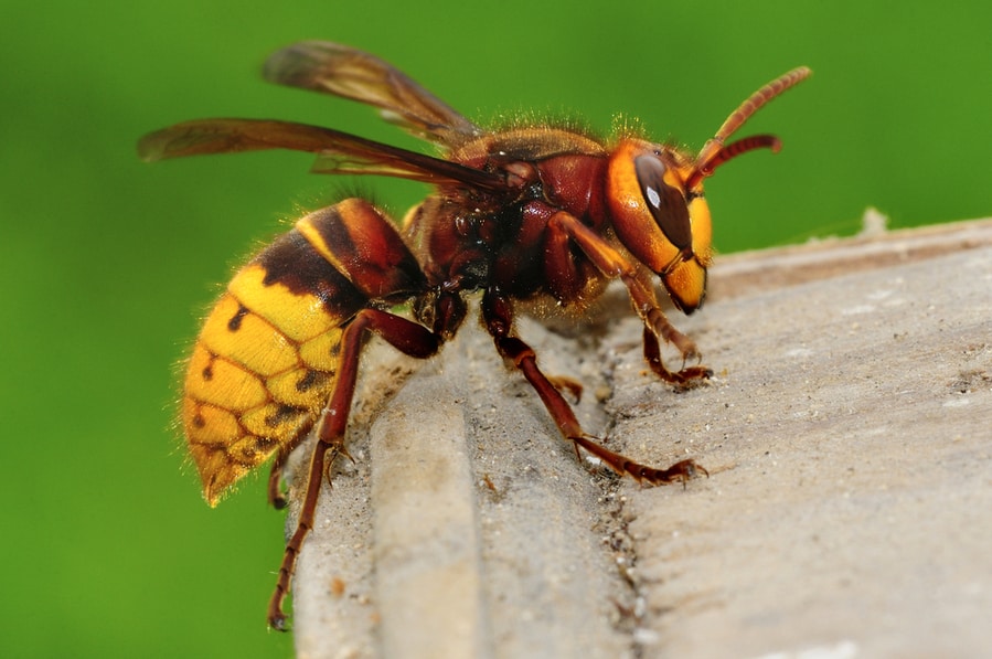 Hornet Vespa Crabro