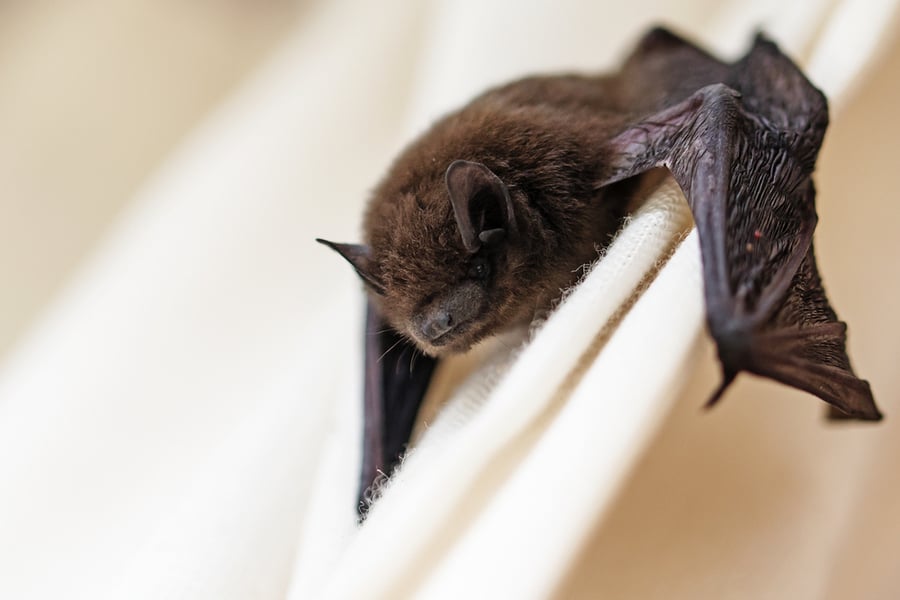 How Can Bats Enter Your House?