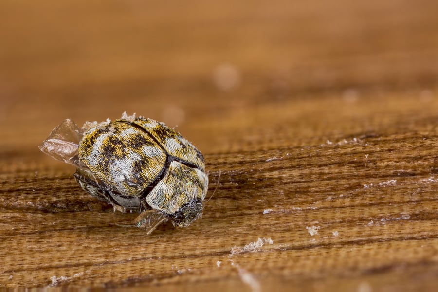 How Can You Detect The Presence Of Carpet Beetles?