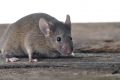 How Do Field Mice Get In Your House?