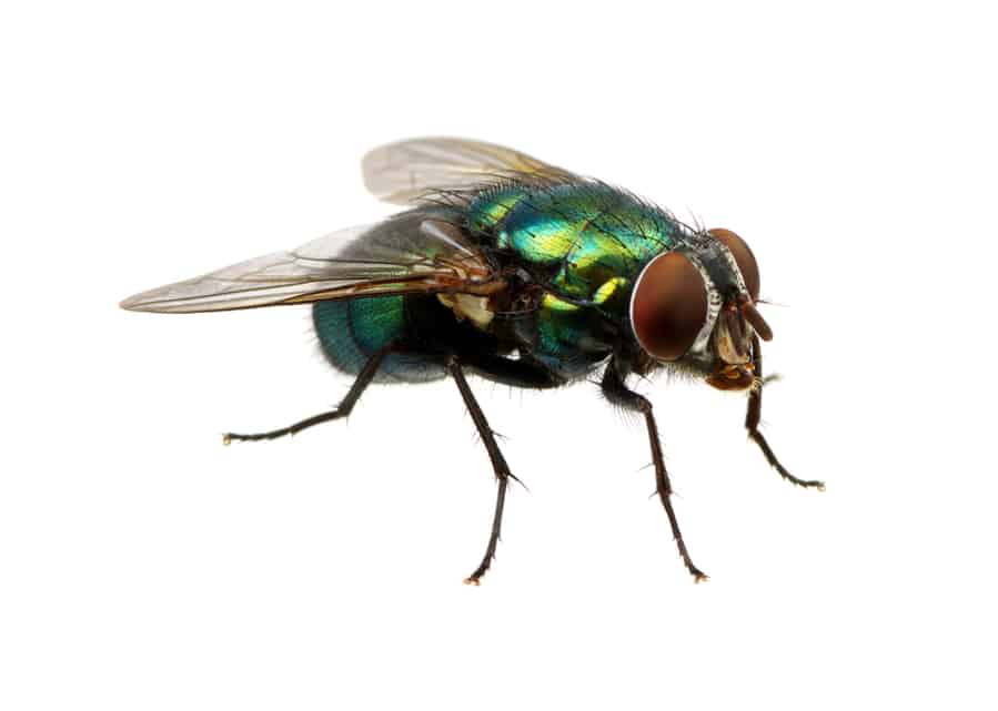 How Do Flies Smell Odor?