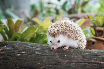 How Do I Deter Hedgehogs?