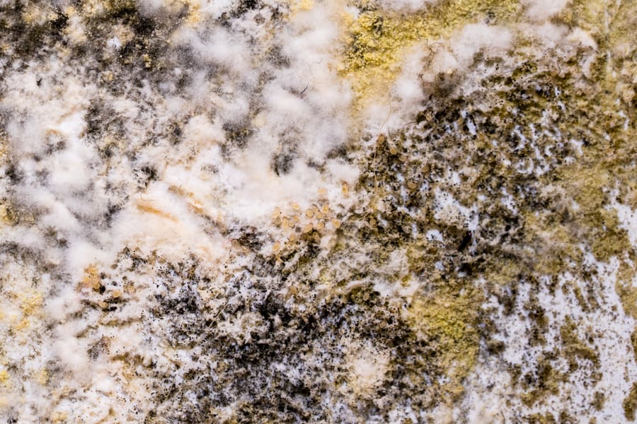 How Do Mold Mites Get In Your House?