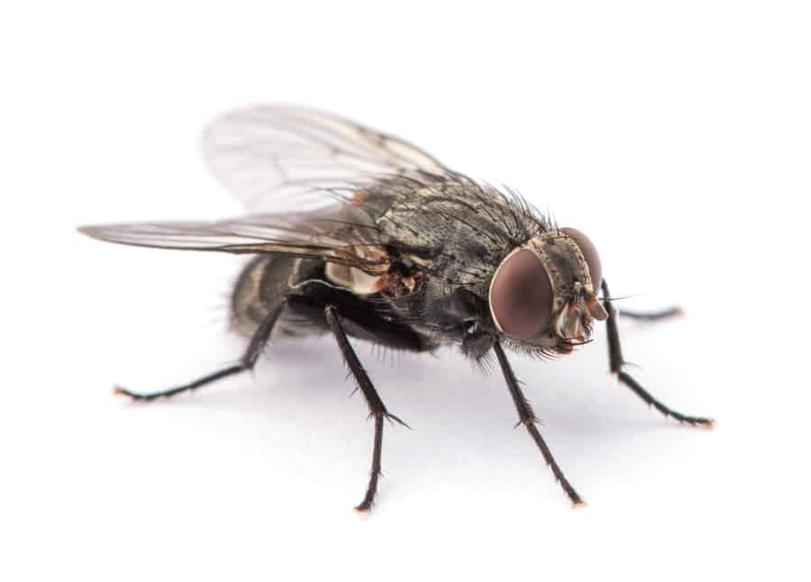 How Flies Can Detect Various Scents