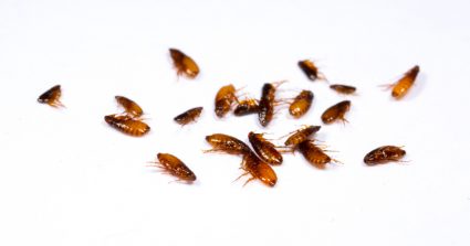 How Long Does It Take To Suffocate Fleas?