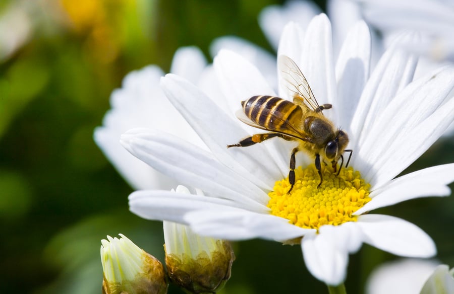 How To Deter Bees From Nesting