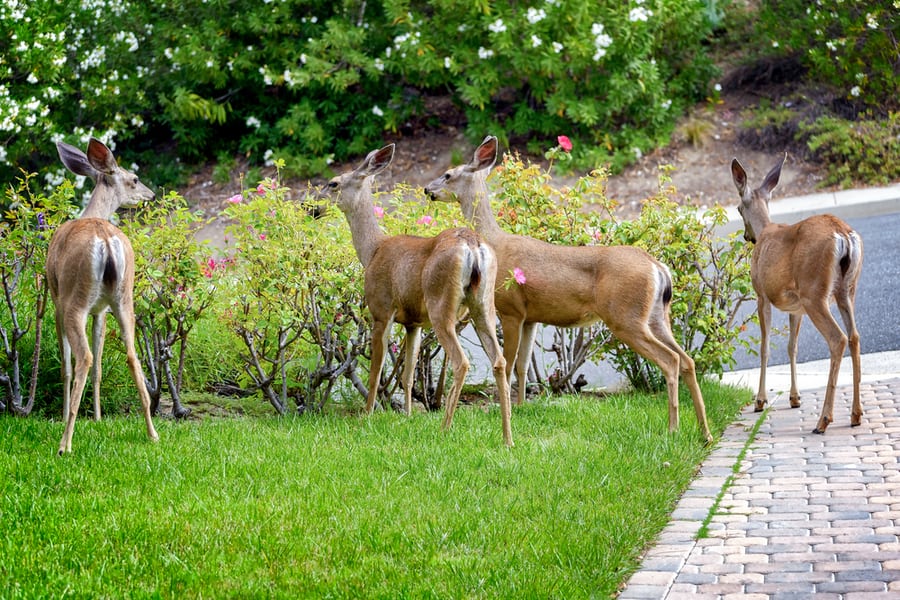 How To Deter Deer From Gardens In The Long-Term