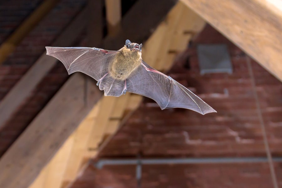 How To Get A Bat Out Of Your House