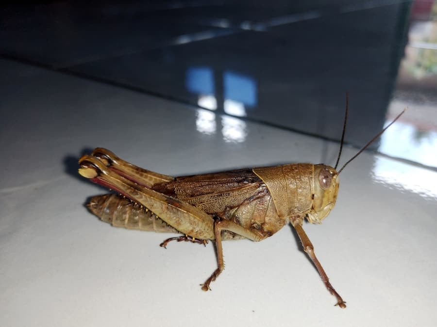 How To Get A Grasshopper Out Of Your House