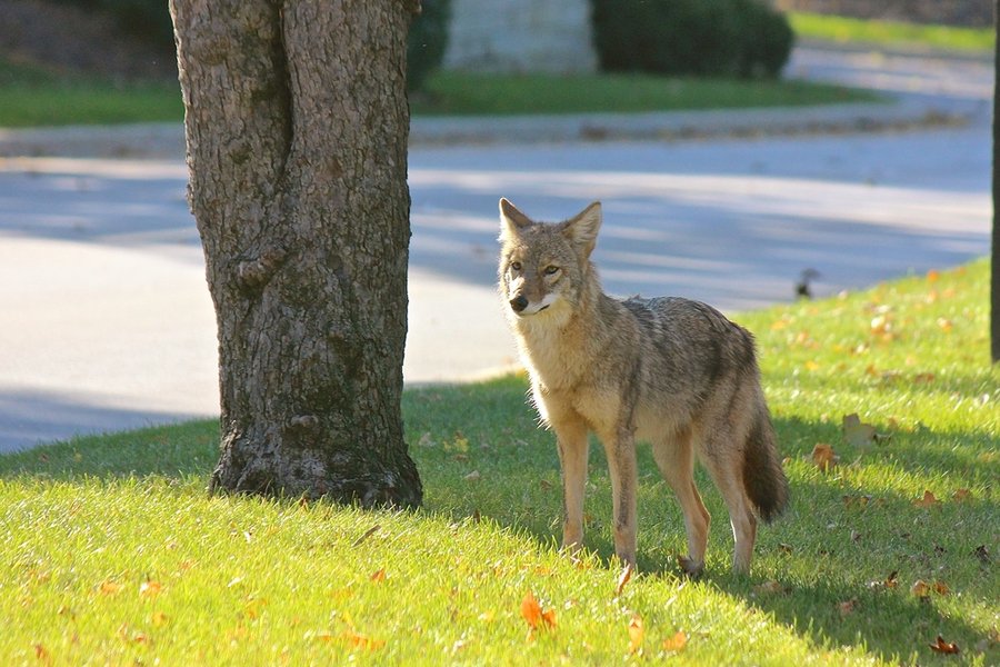 How To Get Rid Of Coyotes In Tn