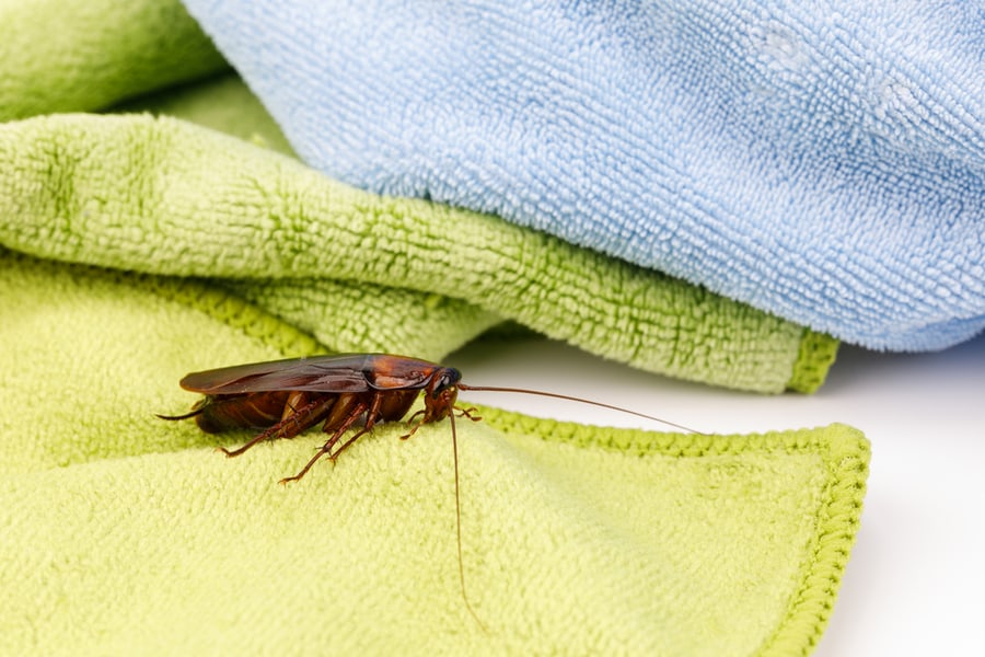 How To Get Rid Of Roaches And Bed Bugs?