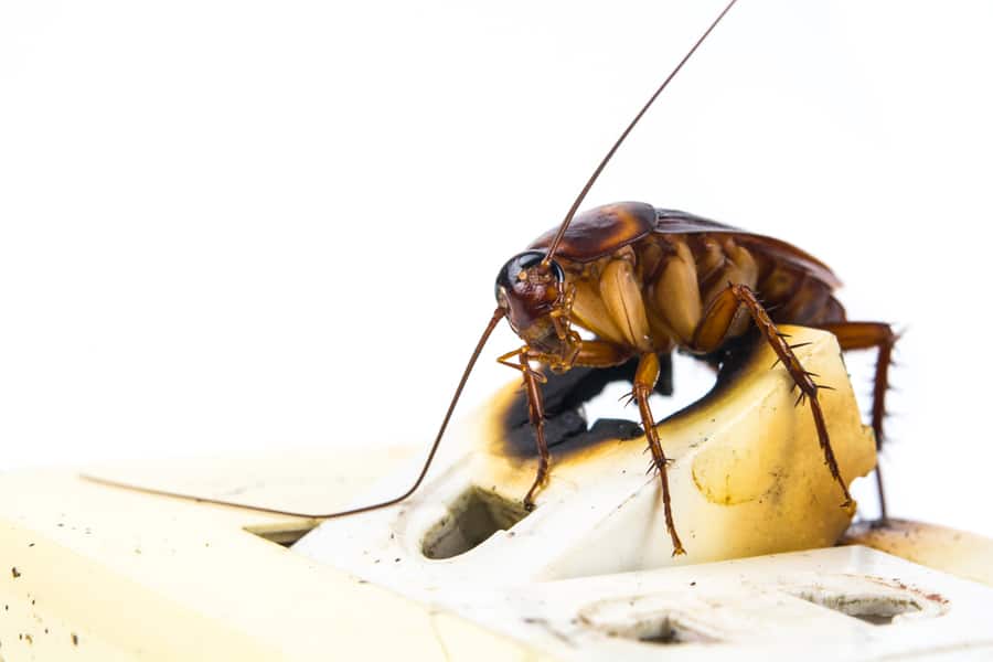 How To Get Roaches Out Of Electrical Outlets