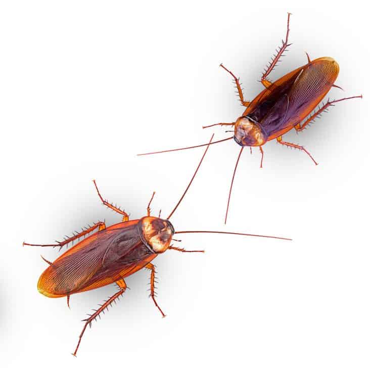 How To Get Roaches Out of Leather Couch | BeatPests