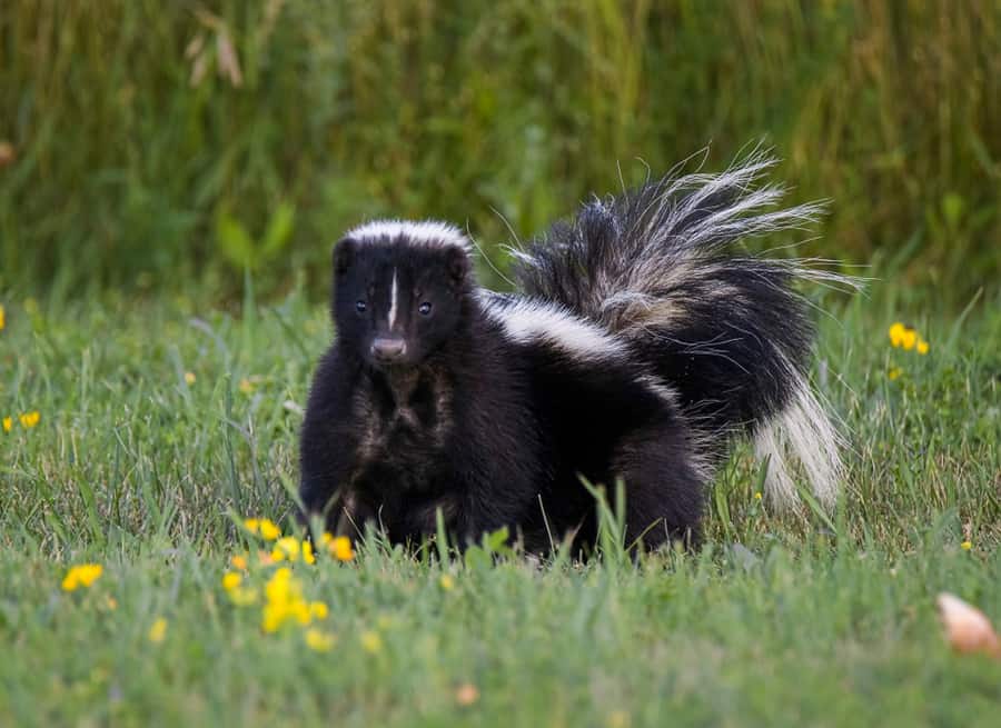 How To Get Skunk Out Of Chicken Coop