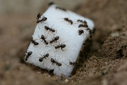 How To Get Sugar Ants Out Of House