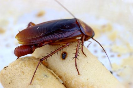 How To Identify Roach Eggs