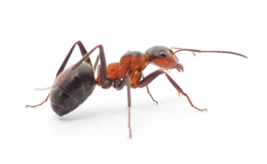 How To Keep Ants Out Of Jack-O’-Lantern