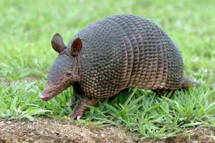 How To Keep Armadillos Out Of Your Yard