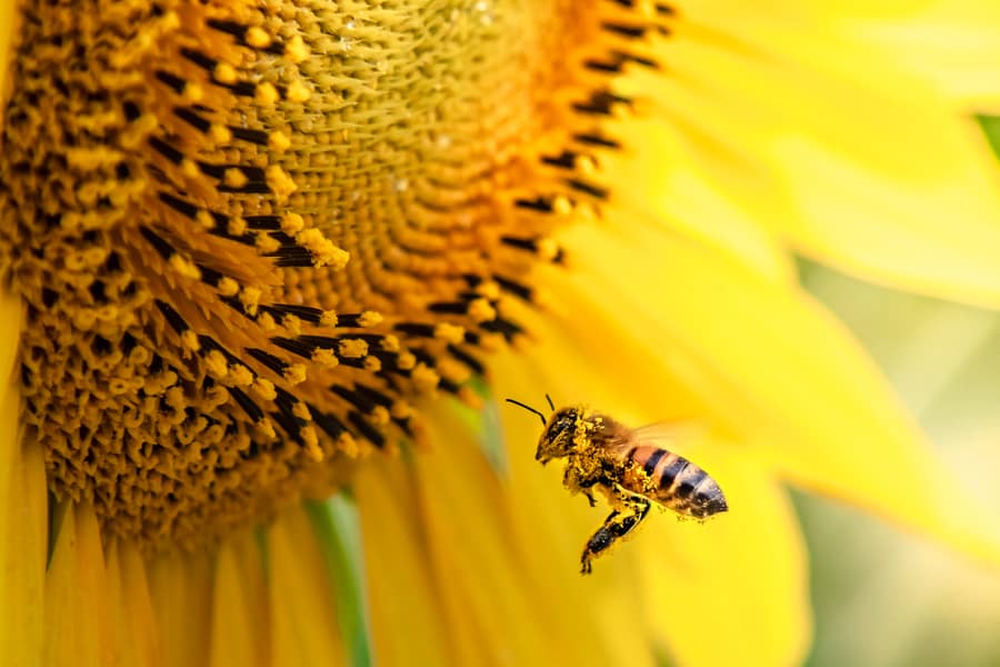 How To Keep Bees Away From Sunflowers