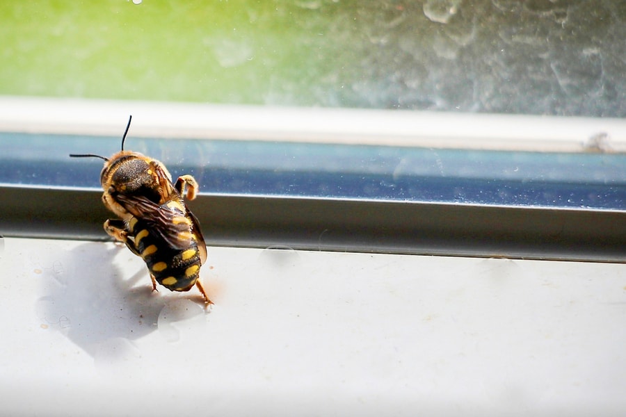How To Keep Bees Away From Windows