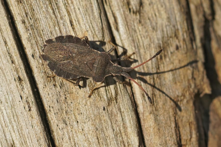 How To Keep Bugs Away From The Boat At Night