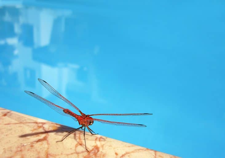 6 Effective Ways To Keep Bugs Out of Kiddie Pools BeatPests