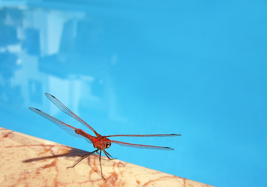 How To Keep Bugs Out Of Kiddie Pool