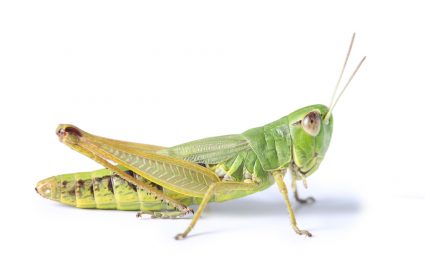 How To Keep Grasshoppers Away From House