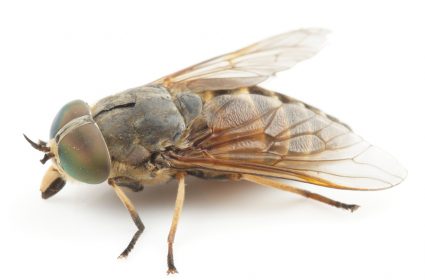 How To Keep Horse Flies Away At The Beach