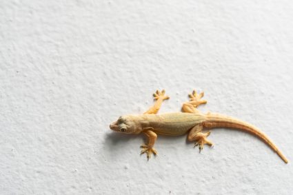 How To Keep Lizards Out Of Garage