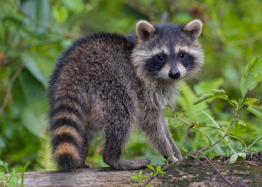 How To Keep Raccoons Away From Pumpkins