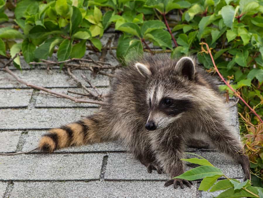 How To Keep Racoons Off Roof