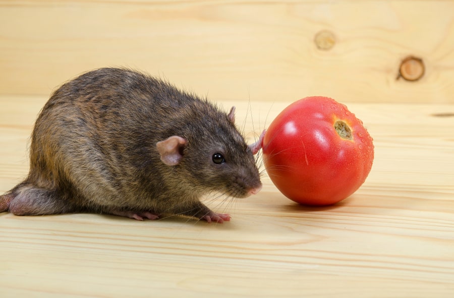 How To Keep Rats Away From Tomato Plants