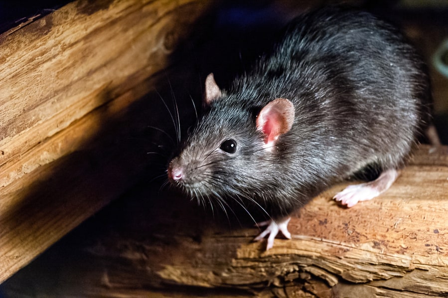 How To Keep Rats Out Of Wood Pile