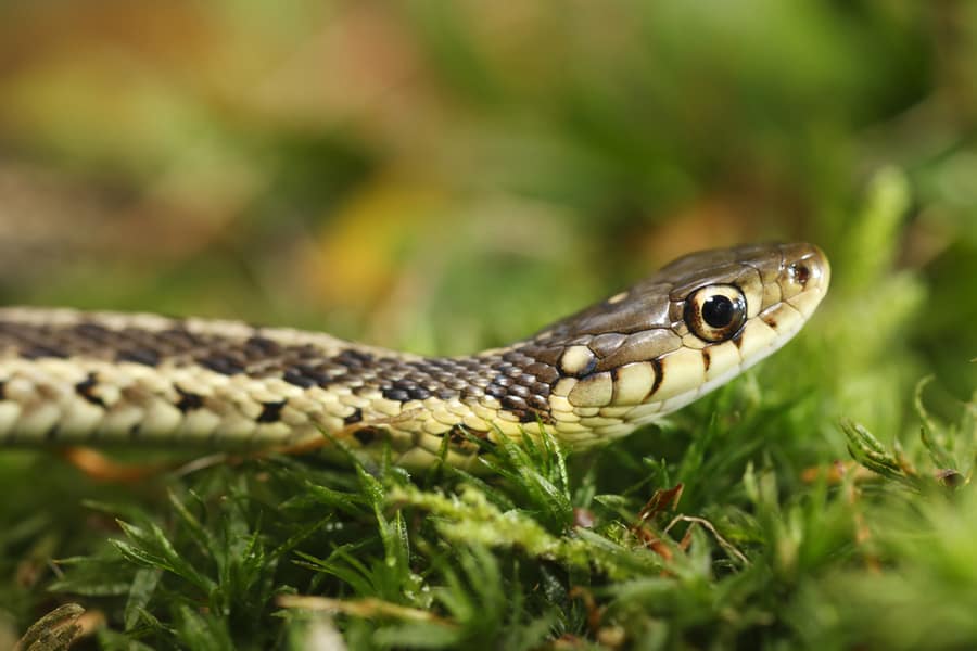 How To Keep Snakes Out Of Greenhouse