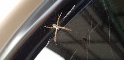 How To Keep Spiders Out Of Car Mirrors