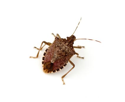 How To Keep Stink Bugs Out Of Your Car