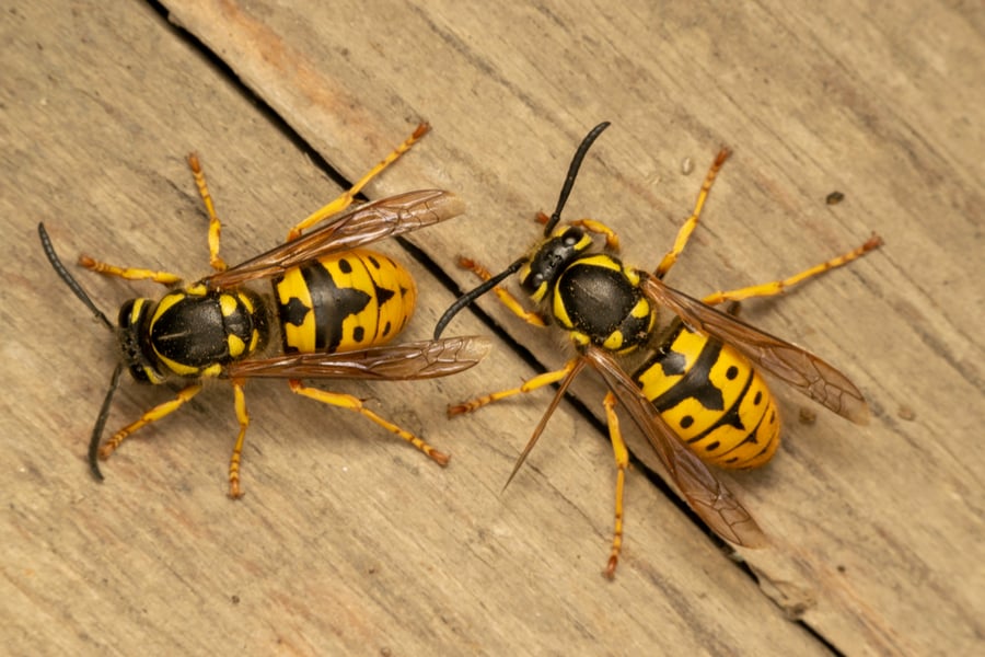 How To Keep Wasps Away Outside