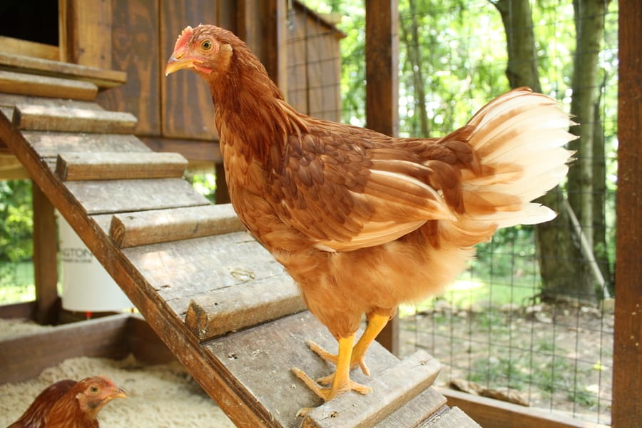 How To Keep Your Chicken Coop Skunk-Free